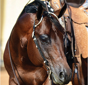 AQHA Stallion Its A Southern Thing Passes